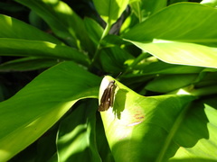 Panoquina ocola