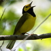 Hooded Warbler - Photo (c) Eddie Callaway, some rights reserved (CC BY-ND)