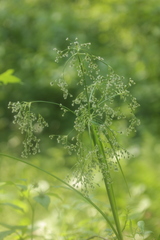 Scirpus sylvaticus