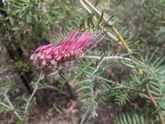Grevillea caleyi