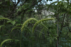 Hordeum bulbosum