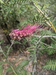 Grevillea caleyi