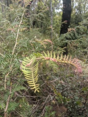 Grevillea caleyi