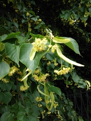 Tilia × europaea
