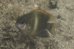 Chrysiptera biocellata