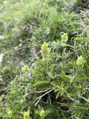 Sideritis hyssopifolia