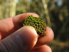 Trichostomum brachydontium