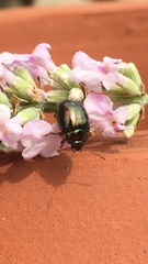 Chrysolina americana