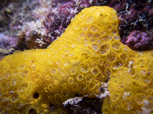 Hamigera strongylata