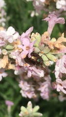 Chrysolina americana
