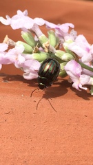 Chrysolina americana