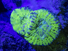 Lobophyllia vitiensis