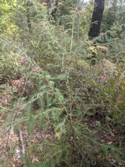 Grevillea caleyi
