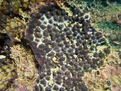 Leptastrea