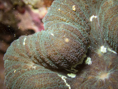 Lobophyllia hataii
