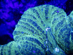 Lobophyllia hataii