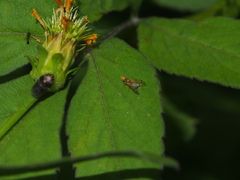 Campiglossa sororcula