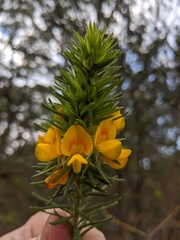 Phyllota grandiflora