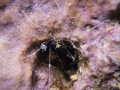 Eupantopodida