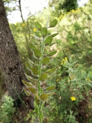 Lepidium hirtum