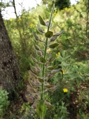 Lepidium hirtum