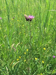 Cirsium rivulare