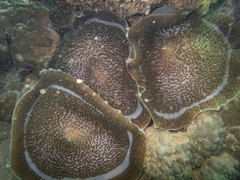 Amplexidiscus fenestrafer