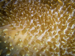 Amplexidiscus fenestrafer