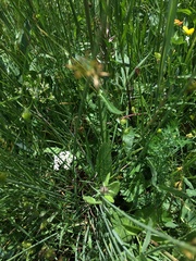 Cirsium rivulare