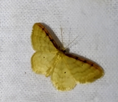 Idaea humiliata