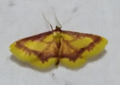 Idaea muricata