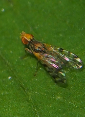 Campiglossa sororcula