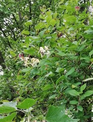Bombus