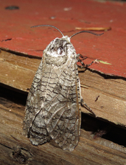 Prionoxystus macmurtrei