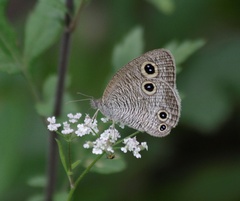 Ypthima multistriata