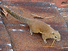 Callosciurus orestes