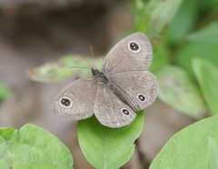 Ypthima multistriata