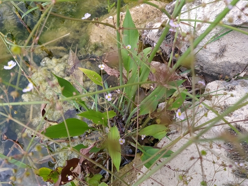žabník skorocelový (Alisma plantago-aquatica)