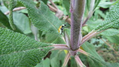 Diabrotica decempunctata