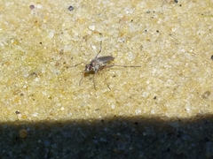 Hypocharassus pruinosus