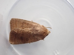 Hoplodrina octogenaria