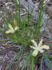 Iris tenuissima