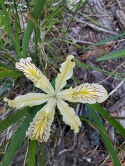 Iris tenuissima
