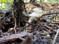 Helvella levis