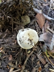 Helvella levis