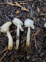 Helvella levis