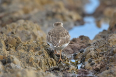 Thinornis novaeseelandiae