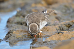 Thinornis novaeseelandiae