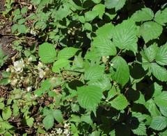 Rubus cissburiensis