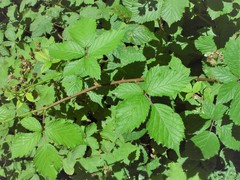 Rubus cissburiensis